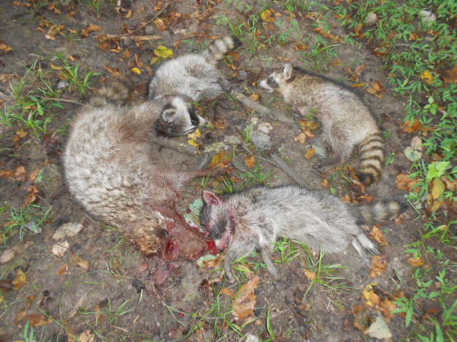 http://www.hermitriver.com/coon3.jpg